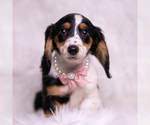 Small Photo #96 Dachshund Puppy For Sale in WARSAW, IN, USA