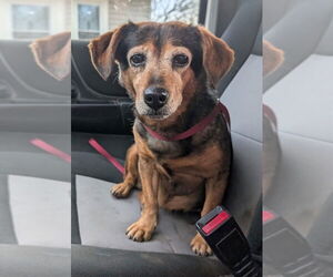 Dachshund-Unknown Mix Dogs for adoption in Bolivar, MO, USA