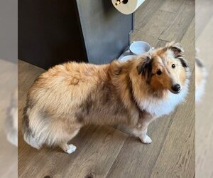 Mutt Dogs for adoption in Dublin, OH, USA
