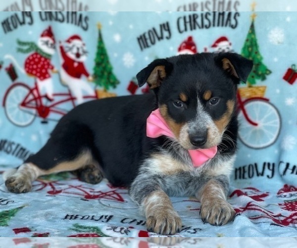Medium Photo #4 Texas Heeler Puppy For Sale in LANCASTER, PA, USA