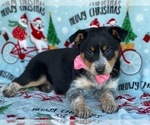 Small Photo #4 Texas Heeler Puppy For Sale in LANCASTER, PA, USA