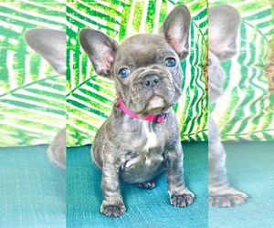 French Bulldog Puppy for sale in ROCKLEDGE, FL, USA