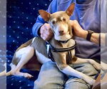 Small #1 Rat Terrier