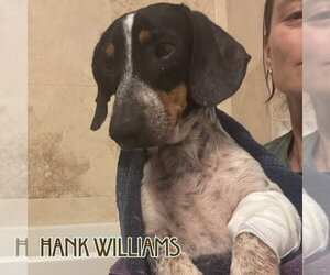 Hank Williams - Male Dachshund Dog for Adoption - Photo #17