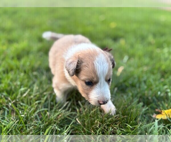 Medium Photo #3 Border Collie Puppy For Sale in MESA, WA, USA