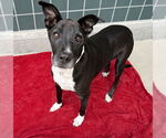 Small #1 Labrador Retriever Mix