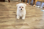 Small Photo #1 Maltese Puppy For Sale in LOS ANGELES, CA, USA