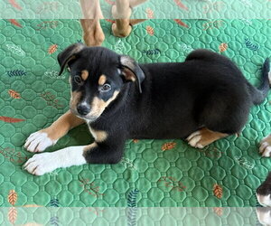 Mutt Dogs for adoption in Gilberts, IL, USA