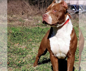 Mother of the American Bully puppies born on 04/11/2020