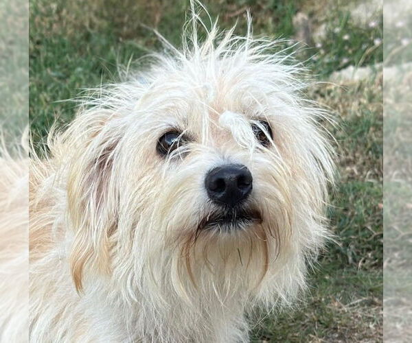 Medium Photo #1 Mutt Puppy For Sale in Canton, CT, USA