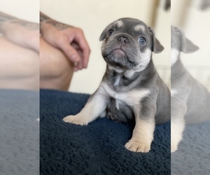 French Bulldog Puppy for sale in BONSALL, CA, USA