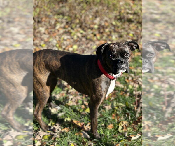 Medium Photo #1 Boxer Puppy For Sale in Brights Grove, Ontario, Canada