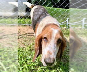 Basset Hound Dogs for adoption in Deepwater, NJ, USA