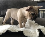 Small Photo #5 French Bulldog Puppy For Sale in MIDDLEBURG, FL, USA