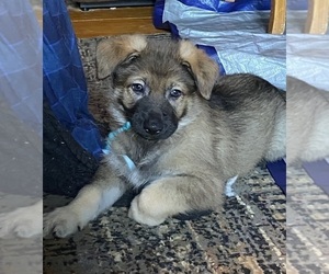 German Shepherd Dog Puppy for Sale in COTTAGEVILLE, South Carolina USA
