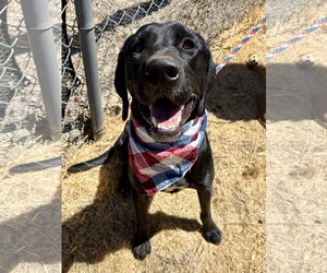 Chase - Male Labrador Retriever-Unknown Mix Dog for Adoption - Photo #11