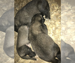 Small Photo #1 Kangal Dog Puppy For Sale in MESA, AZ, USA