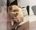 Small Photo #2 Pomeranian Puppy For Sale in WEST BLOOMFIELD, MI, USA