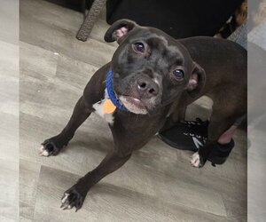 Dolly - Female American Staffordshire Terrier-Unknown Mix Dog for Adoption - Photo #7