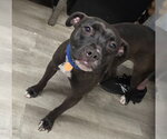 Small Photo #7 American Staffordshire Terrier-Unknown Mix Puppy For Sale in Ellijay, GA, USA