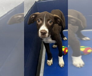 Mutt Dogs for adoption in Sterling, MA, USA