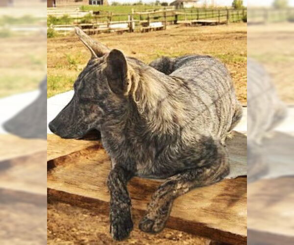 Medium Photo #3 Dutch Shepherd -Retriever  Mix Puppy For Sale in Fallbrook, CA, USA