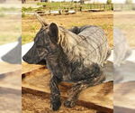 Small #2 Dutch Shepherd -Retriever  Mix