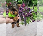 Small #2 Yorkshire Terrier
