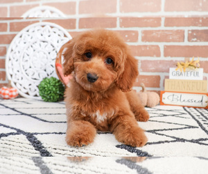 Poodle (Miniature) Puppy for sale in SYRACUSE, IN, USA