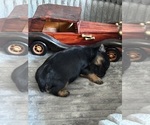Small #3 Morkie