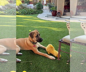 Mastiff-Unknown Mix Dogs for adoption in Goodyear, AZ, USA