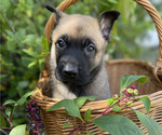 Puppy Meteor Belgian Malinois