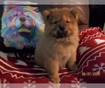 Image preview for Ad Listing. Nickname: SIMBA