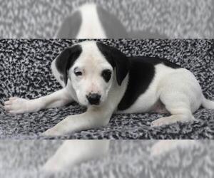 Labrador Retriever-Unknown Mix Dogs for adoption in Thief River Falls, MN, USA