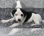 Annie - Female Labrador Retriever-Unknown Mix Dog for Adoption - Small photo