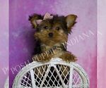 Small Photo #13 Yorkshire Terrier Puppy For Sale in WARSAW, IN, USA