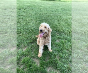 Goldendoodle Puppy for Sale in RITTMAN, Ohio USA