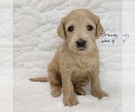 Small Photo #2 Labradoodle Puppy For Sale in MOMEYER, NC, USA