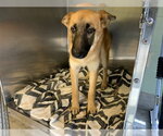 Small German Shepherd Dog Mix