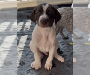 German Shorthaired Pointer Puppy for sale in WESTPORT, MA, USA