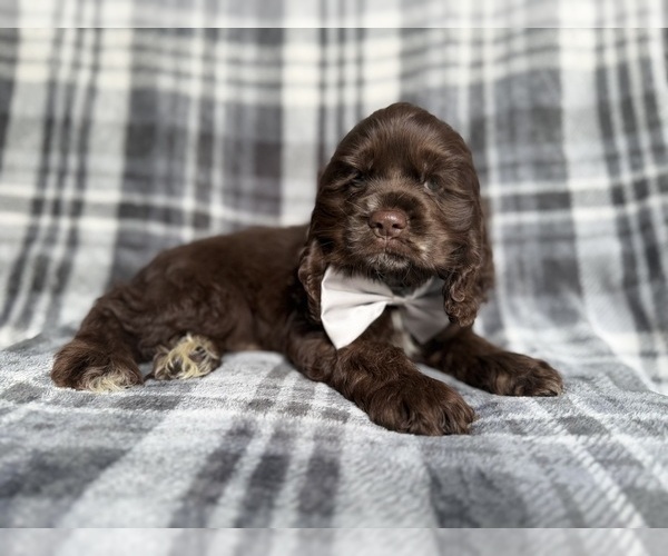 Medium Photo #3 Cocker Spaniel Puppy For Sale in LAKELAND, FL, USA