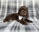 Small #2 Cocker Spaniel