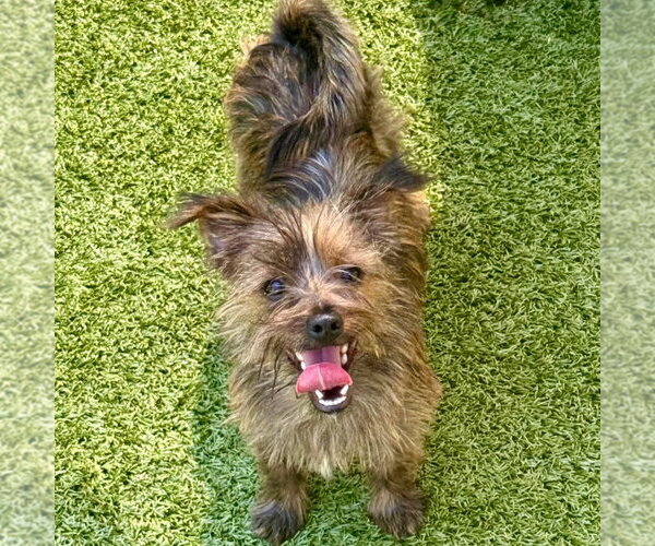 Medium Photo #3 Cairn Terrier-Unknown Mix Puppy For Sale in Canton, CT, USA