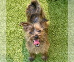 Small #2 Cairn Terrier Mix