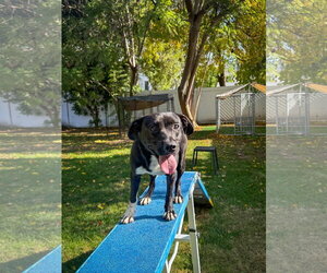 Baxter - Male Labrador Retriever-Unknown Mix Dog for Adoption - Photo #9