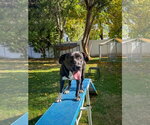 Small Photo #9 Labrador Retriever-Unknown Mix Puppy For Sale in San Diego, CA, USA