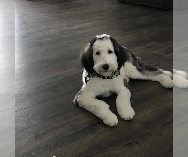 Medium Photo #1 Sheepadoodle Puppy For Sale in ANDERSON, IN, USA