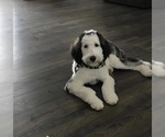 Small Photo #1 Sheepadoodle Puppy For Sale in ANDERSON, IN, USA