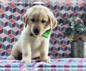Golden Retriever Puppy for sale in LANCASTER, PA, USA