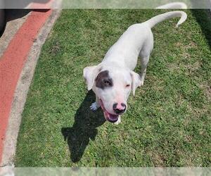 American Pit Bull Terrier Dogs for adoption in Houston, TX, USA
